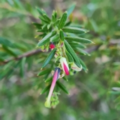 Grevillea sp. (Grevillea) at Macgregor, ACT - 26 Mar 2024 by WalkYonder