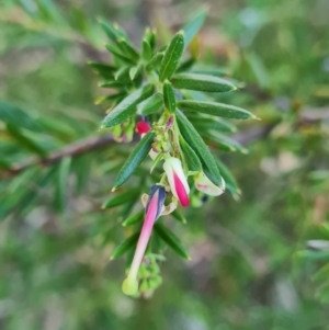 Grevillea sp. at Macgregor, ACT - 27 Mar 2024 09:44 AM