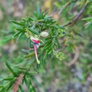 Grevillea (genus) at Macgregor, ACT - 27 Mar 2024 09:44 AM