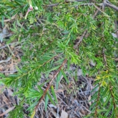 Grevillea sp. at Macgregor, ACT - 27 Mar 2024