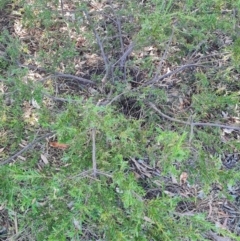 Grevillea sp. at Macgregor, ACT - 27 Mar 2024 09:44 AM