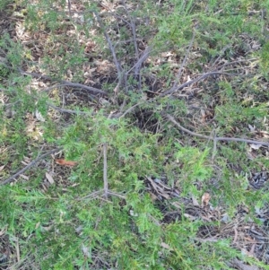 Grevillea (genus) at Macgregor, ACT - 27 Mar 2024 09:44 AM