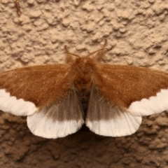 Euproctis baliolalis (Browntail Gum Moth) at Ainslie, ACT - 27 Mar 2024 by jb2602