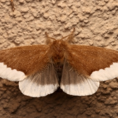 Euproctis baliolalis (Browntail Gum Moth) at Ainslie, ACT - 27 Mar 2024 by jb2602