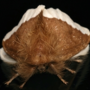 Euproctis baliolalis at Ainslie, ACT - 27 Mar 2024