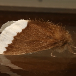 Euproctis baliolalis at Ainslie, ACT - 27 Mar 2024