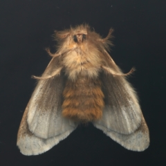 Euproctis baliolalis at Ainslie, ACT - 27 Mar 2024