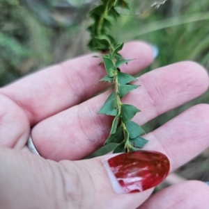 Acacia pravissima at Namadgi National Park - 27 Mar 2024