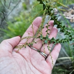 Acacia pravissima at Namadgi National Park - 27 Mar 2024