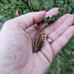 Acacia pravissima at Namadgi National Park - 27 Mar 2024