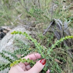 Acacia pravissima at Namadgi National Park - 27 Mar 2024