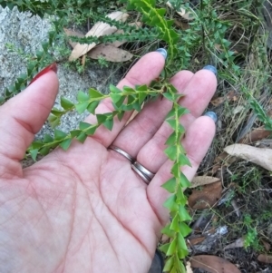 Acacia pravissima at Namadgi National Park - 27 Mar 2024 05:39 PM