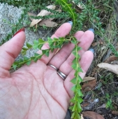 Acacia pravissima at Namadgi National Park - 27 Mar 2024