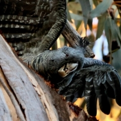 Callocephalon fimbriatum (identifiable birds) (Gang-gang Cockatoo (named birds)) at Hughes Grassy Woodland - 26 Mar 2024 by LisaH