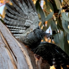 Callocephalon fimbriatum (identifiable birds) at Hughes Grassy Woodland - suppressed