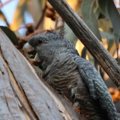 Callocephalon fimbriatum (identifiable birds) at suppressed - 26 Mar 2024