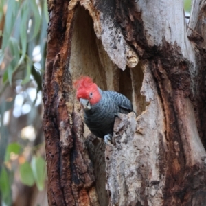 Callocephalon fimbriatum (identifiable birds) at suppressed - 26 Mar 2024