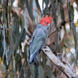 Callocephalon fimbriatum (identifiable birds) at Hughes Grassy Woodland - 26 Mar 2024