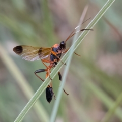 Ctenochares bicolorus (Black-tipped orange ichneumon) at Higgins Woodland - 24 Mar 2024 by Untidy