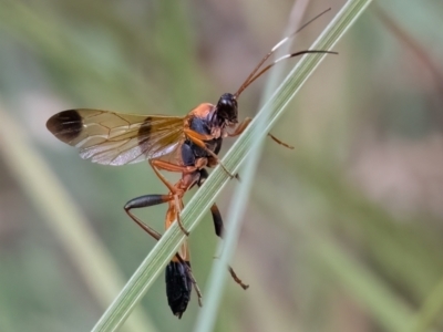 Ctenochares bicolorus (Black-tipped orange ichneumon) at Higgins Woodland - 24 Mar 2024 by Untidy