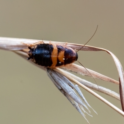Unidentified Cockroach (Blattodea, several families) at Higgins, ACT - 23 Mar 2024 by Untidy
