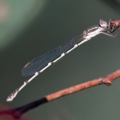 Unidentified Damselfly (Zygoptera) at Higgins, ACT - 25 Mar 2024 by Untidy