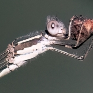 Austrolestes leda at Higgins Woodland - 25 Mar 2024 06:21 PM