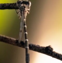 Austrolestes leda at Higgins Woodland - 25 Mar 2024 06:21 PM