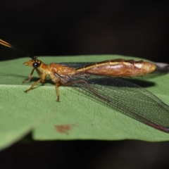 Unidentified Lacewing (Neuroptera) at Capalaba, QLD - 27 Jan 2024 by TimL