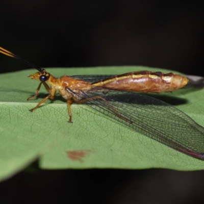 Unverified Lacewing (Neuroptera) at Capalaba, QLD - 27 Jan 2024 by TimL
