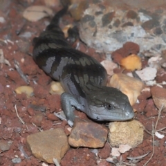 Tiliqua scincoides scincoides (Eastern Blue-tongue) at Wellington Point, QLD - 27 Mar 2024 by TimL