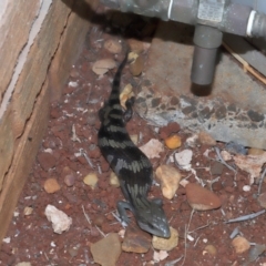 Tiliqua scincoides scincoides at Wellington Point, QLD - suppressed