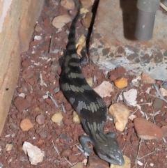 Tiliqua scincoides scincoides at Wellington Point, QLD - suppressed