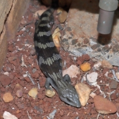 Tiliqua scincoides scincoides at Wellington Point, QLD - suppressed