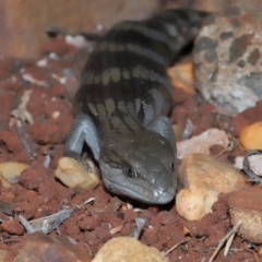 Tiliqua scincoides scincoides at Wellington Point, QLD - suppressed