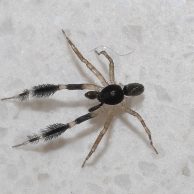 Unidentified Other hunting spider at Wellington Point, QLD - 26 Mar 2024 by TimL