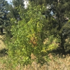 Fraxinus sp. (An Ash) at Latham, ACT - 27 Mar 2024 by rainer