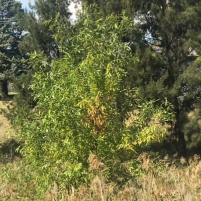 Fraxinus sp. (An Ash) at Umbagong District Park - 27 Mar 2024 by rainer