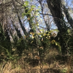 Fraxinus sp. (An Ash) at Latham, ACT - 27 Mar 2024 by rainer