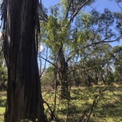 Fraxinus sp. at Umbagong District Park - 27 Mar 2024 11:54 AM