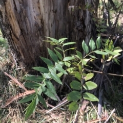 Fraxinus sp. at Umbagong District Park - 27 Mar 2024