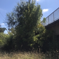 Fraxinus sp. (An Ash) at Umbagong District Park - 27 Mar 2024 by rainer