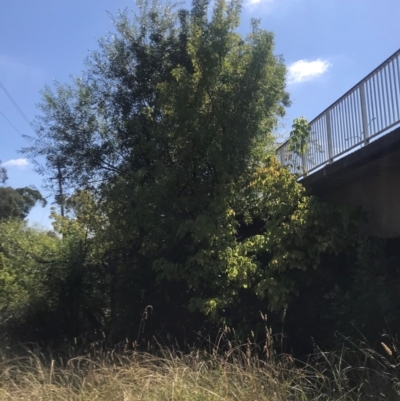 Fraxinus sp. (An Ash) at Umbagong District Park - 27 Mar 2024 by rainer