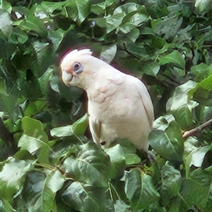 Cacatua sanguinea at Kingston, ACT - 28 Mar 2024 09:36 AM