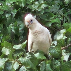 Cacatua sanguinea at Kingston, ACT - 28 Mar 2024 09:36 AM