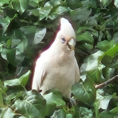 Cacatua sanguinea at Kingston, ACT - 28 Mar 2024