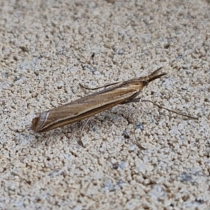 Hednota (genus) at Sullivans Creek, Lyneham South - 28 Mar 2024