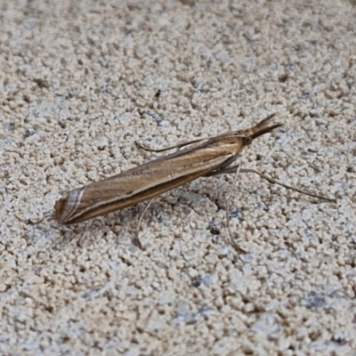 Hednota (genus) (A Crambid Snout Moth) at Sullivans Creek, Lyneham South - 28 Mar 2024 by trevorpreston