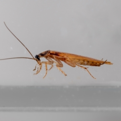 Robshelfordia circumducta (Shelford's Variable Cockroach) at Jerrabomberra, NSW - 27 Mar 2024 by MarkT