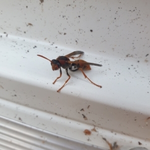 Polistes (Polistella) humilis at Reid, ACT - 26 Mar 2024